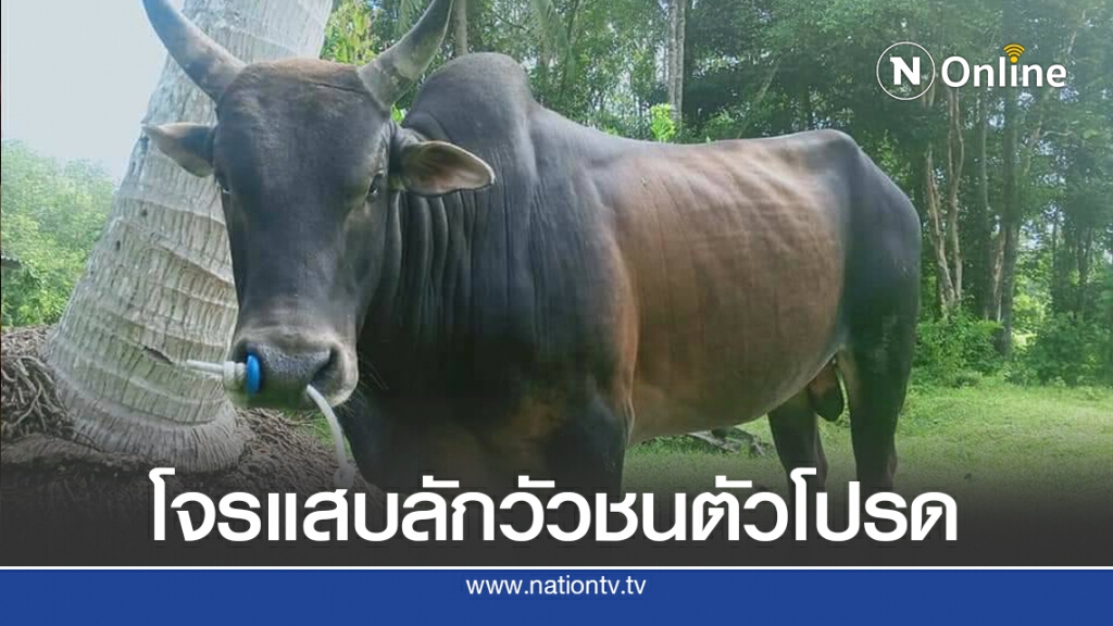 โจรแสบขโมยวัวชน วอนตร. เร่งจับคนร้าย