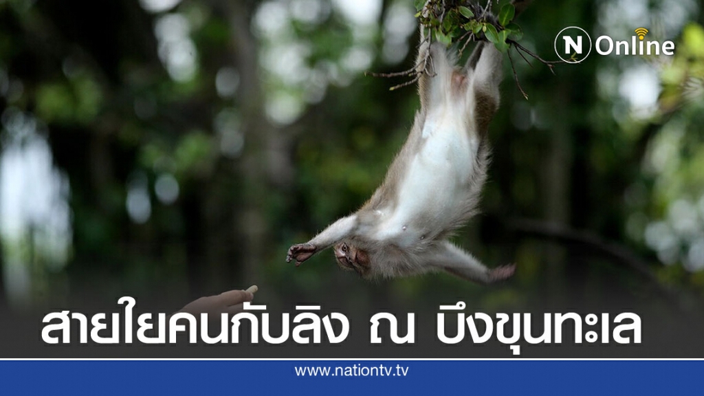 คนกับลิงสายใยสัมพันธ์ โควิด19 มิอาจกั้น