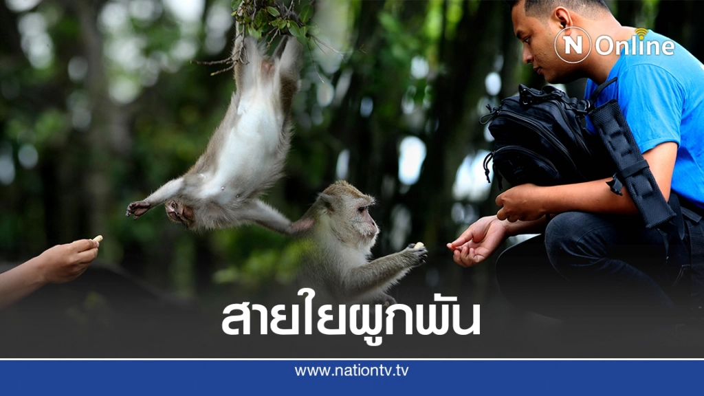 สายใยผูกพันคนกับลิงที่โควิด-19 มิอาจกั้น ณ บึงขุนทะเล สุราษฎร์ธานี