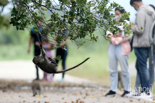 สายใยผูกพันคนกับลิงที่โควิด-19 มิอาจกั้น ณ บึงขุนทะเล สุราษฎร์ธานี