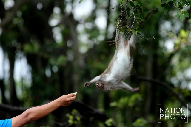 สายใยผูกพันคนกับลิงที่โควิด-19 มิอาจกั้น ณ บึงขุนทะเล สุราษฎร์ธานี