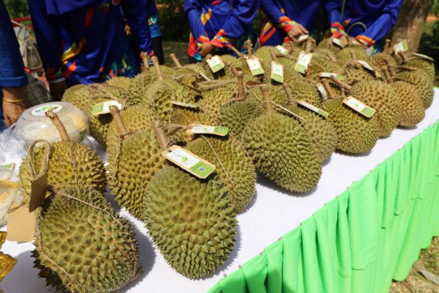 เปิดฤดูกาล ทุเรียนดี พวงมณียะรัง อัญมณีเม็ดงาม