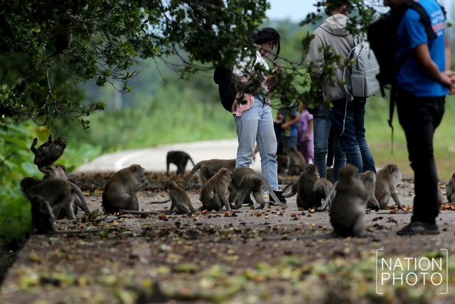 สายใยผูกพันคนกับลิงที่โควิด-19 มิอาจกั้น ณ บึงขุนทะเล สุราษฎร์ธานี
