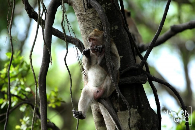 สายใยผูกพันคนกับลิงที่โควิด-19 มิอาจกั้น ณ บึงขุนทะเล สุราษฎร์ธานี