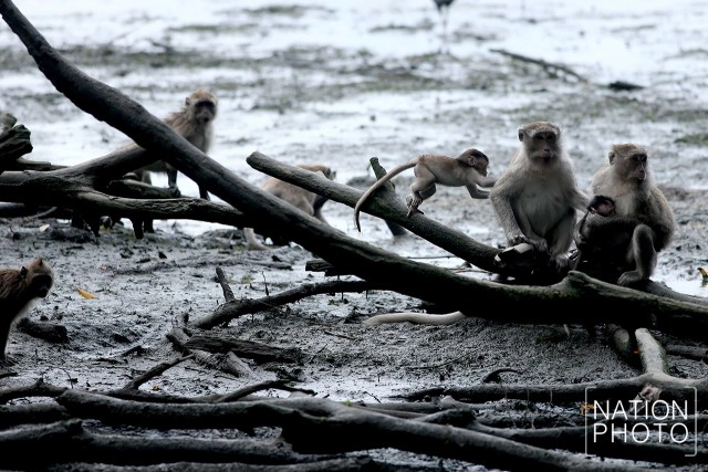 สายใยผูกพันคนกับลิงที่โควิด-19 มิอาจกั้น ณ บึงขุนทะเล สุราษฎร์ธานี