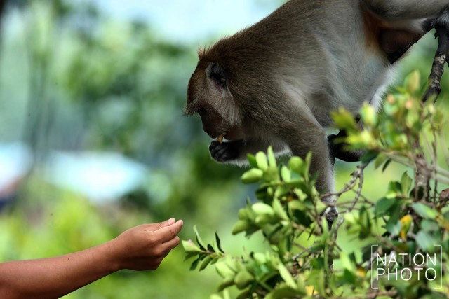 สายใยผูกพันคนกับลิงที่โควิด-19 มิอาจกั้น ณ บึงขุนทะเล สุราษฎร์ธานี