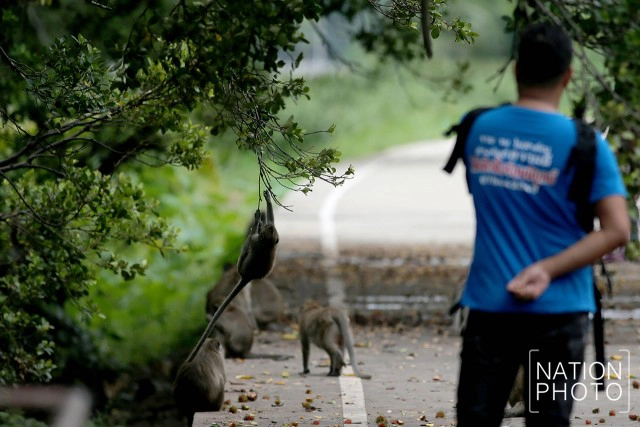 สายใยผูกพันคนกับลิงที่โควิด-19 มิอาจกั้น ณ บึงขุนทะเล สุราษฎร์ธานี