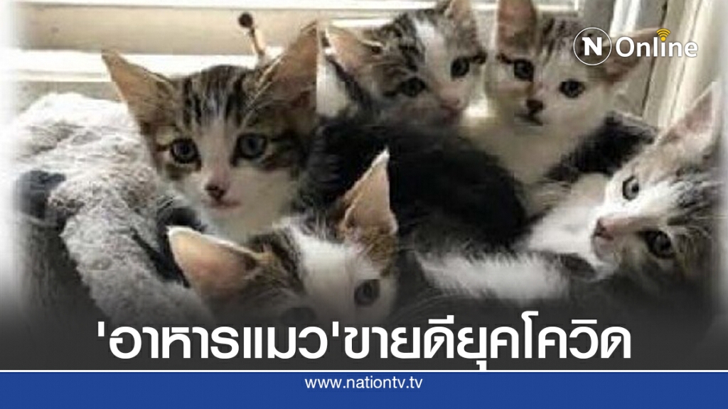 นิวซีแลนด์แห่เลี้ยงแมวทำยอดขายอาหารแมวพุ่ง