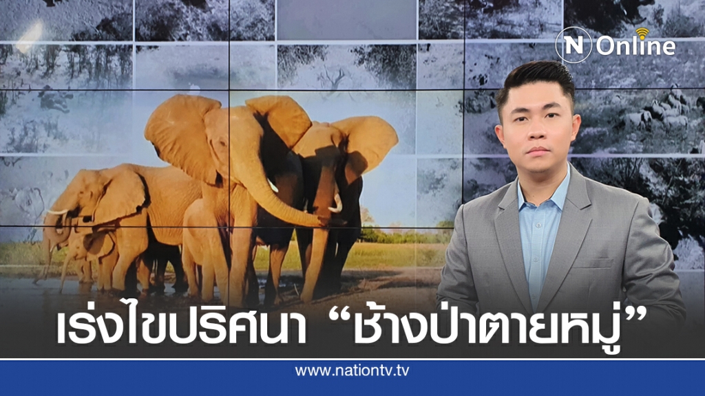รอผลแล็บไขปริศนา "ช้างป่าตายหมู่" กว่า 350 ตัว แต่งาอยู่ครบ รอผลแล็บไขปริศนา "ช้างป่าตายหมู่" กว่า 350 ตัว แต่งาอยู่ครบ