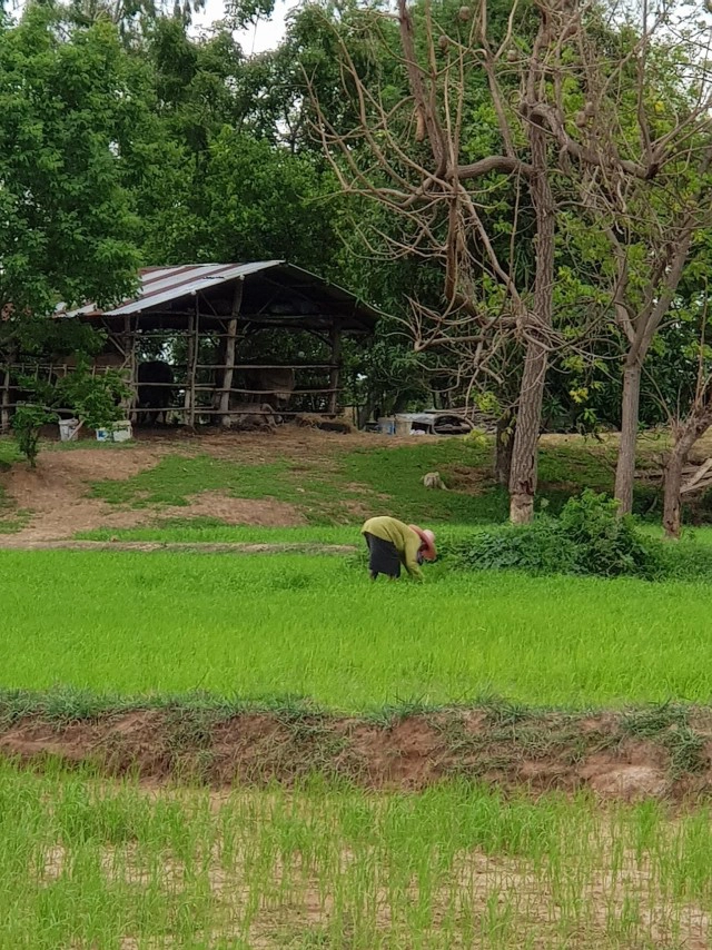 ในวิกฤตยังมีโอกาส! ชาวนาซึ้งลูกค้าช่วยซื้อข้าวจนปลดหนี้สำเร็จ