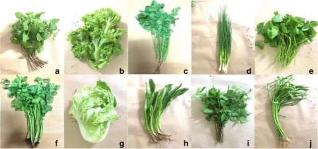 ผักสด 10 ชนิดที่พบพยาธิมากที่สุด