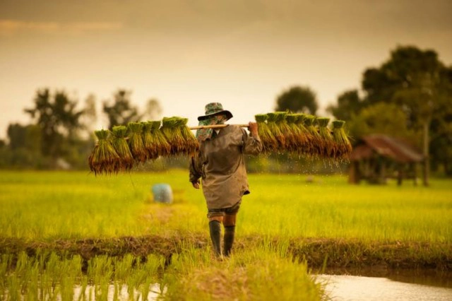 ในวิกฤตยังมีโอกาส! ชาวนาซึ้งลูกค้าช่วยซื้อข้าวจนปลดหนี้สำเร็จ