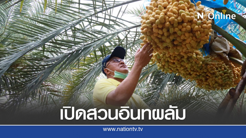 เปิดแล้วสวนอินทผลัมปลอดสารเคมีของดีสหัสขันธ์