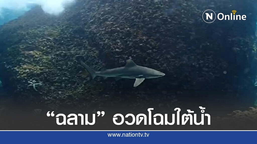 สวยงาม "ฉลาม" ว่ายน้ำแนวปะการังที่เกาะพีพี สวยงาม "ฉลาม" ว่ายน้ำแนวปะการังที่เกาะพีพี