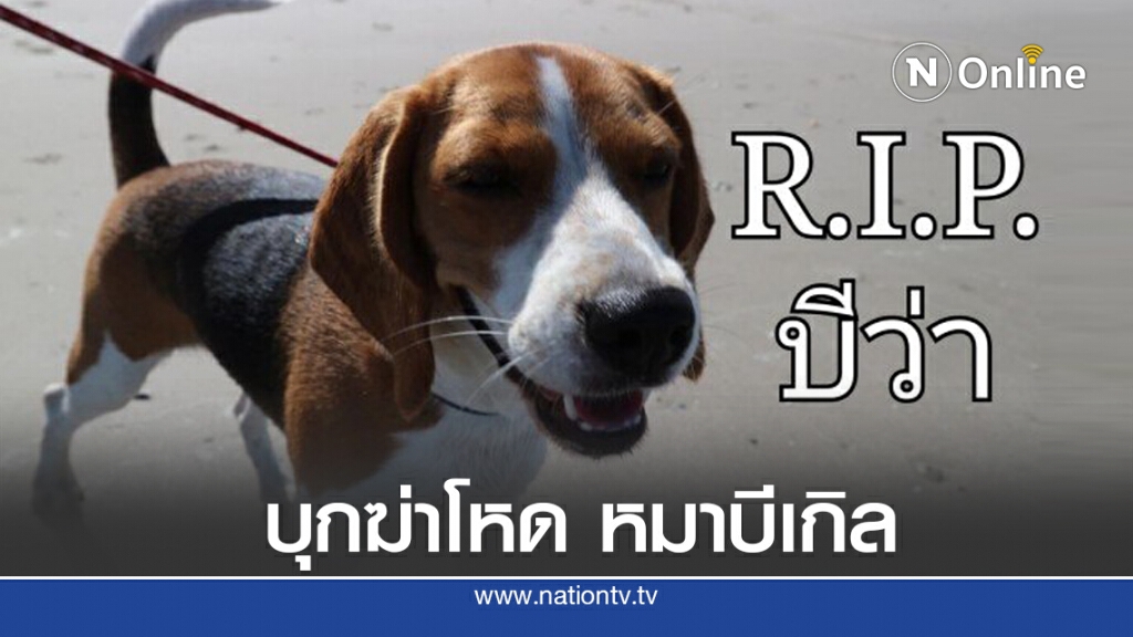 'บีว่า' หมาบีเกิล นิสัยเป็นมิตร โดนคนร้ายบุกบ้าน ฆ่ายัดล้อ 'บีว่า' หมาบีเกิล นิสัยเป็นมิตร โดนคนร้ายบุกบ้าน ฆ่ายัดล้อ