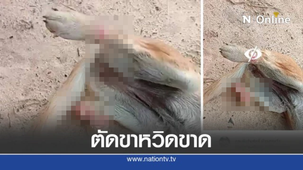 สุดสะเทือนใจ หนุ่มโพสต์ประณามคนใจร้ายตัดขาลูกหมาหวิดขาด