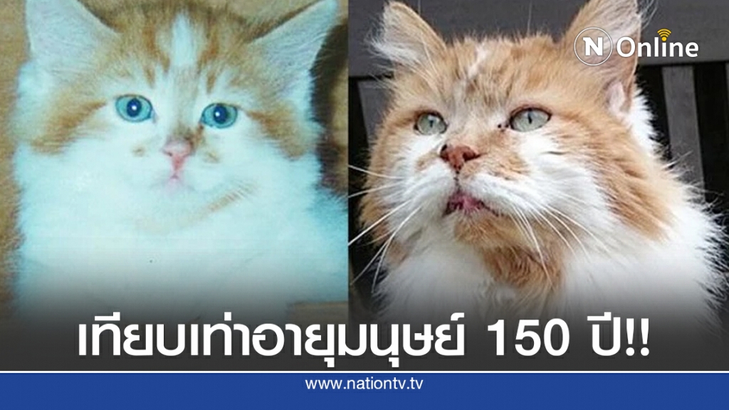 'แมวอายุยืนที่สุดในโลก' เสียชีวิตแล้ว อายุ 31 ปี เท่าคน 150 ปี