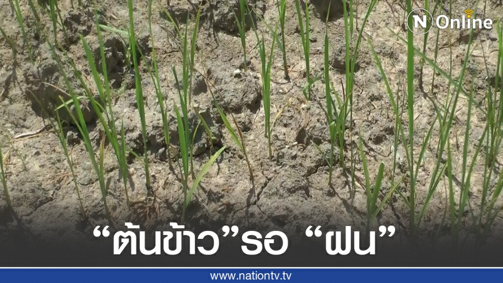เกษตรกรพิจิตรโอด "ต้นข้าว"รอ "ฝน" เกษตรกรพิจิตรโอด "ต้นข้าว"รอ "ฝน"