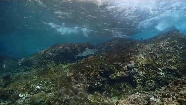 สวยงาม "ฉลาม" ว่ายน้ำแนวปะการังที่เกาะพีพี