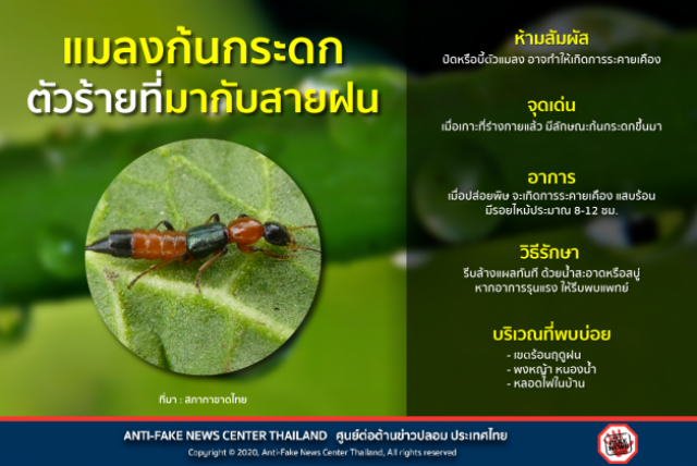 'แมลงก้นกระดก' แมลงตัวร้ายมากับหน้าฝน