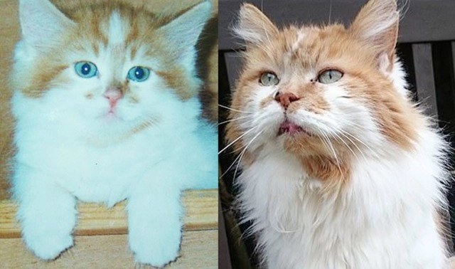 'แมวอายุยืนที่สุดในโลก' เสียชีวิตแล้ว อายุ 31 ปี เท่าคน 150 ปี