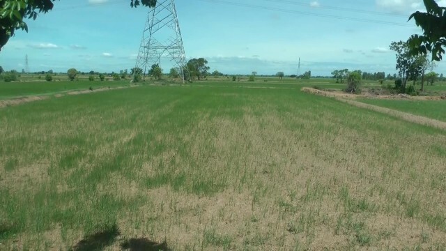 เกษตรกรพิจิตรโอด "ต้นข้าว"รอ "ฝน"
