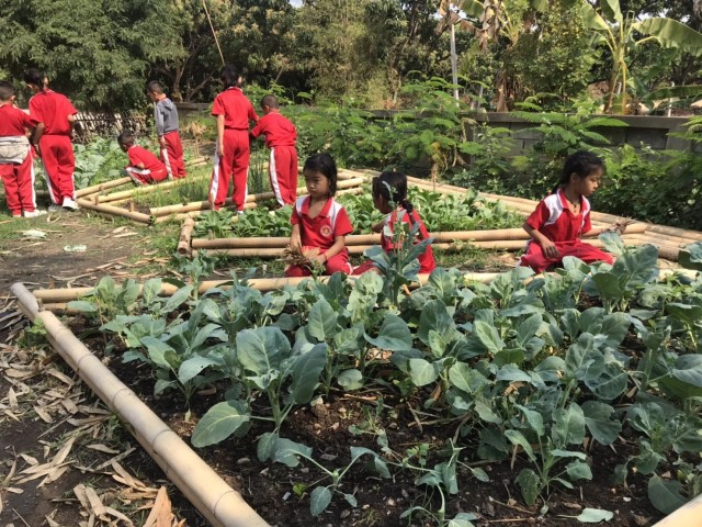 ปล่อยปลาออนไลน์ 999,999 ตัว หารายได้พัฒนาให้นักเรียนชนบท