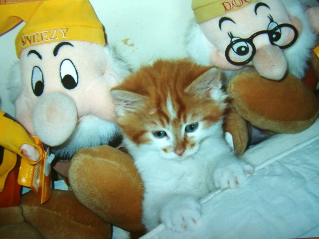 'แมวอายุยืนที่สุดในโลก' เสียชีวิตแล้ว อายุ 31 ปี เท่าคน 150 ปี