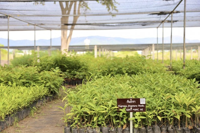 แจกกล้าไม้ต้องมีคุณภาพ!