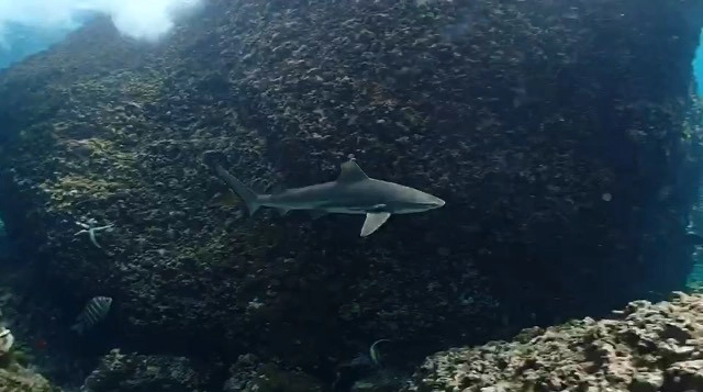 สวยงาม "ฉลาม" ว่ายน้ำแนวปะการังที่เกาะพีพี