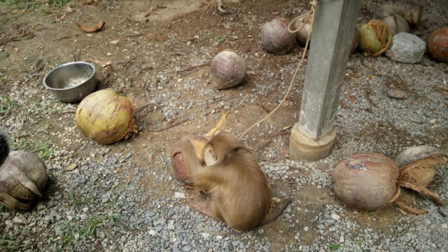 "รักเหมือนลูก"  คนเลี้ยงลิงลั่นไม่ได้ทารุณสัตว์