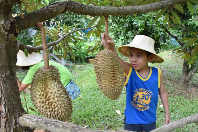 สุดคึกคักทุเรียน "หลงลับแล" รุ่นสุดท้าย
