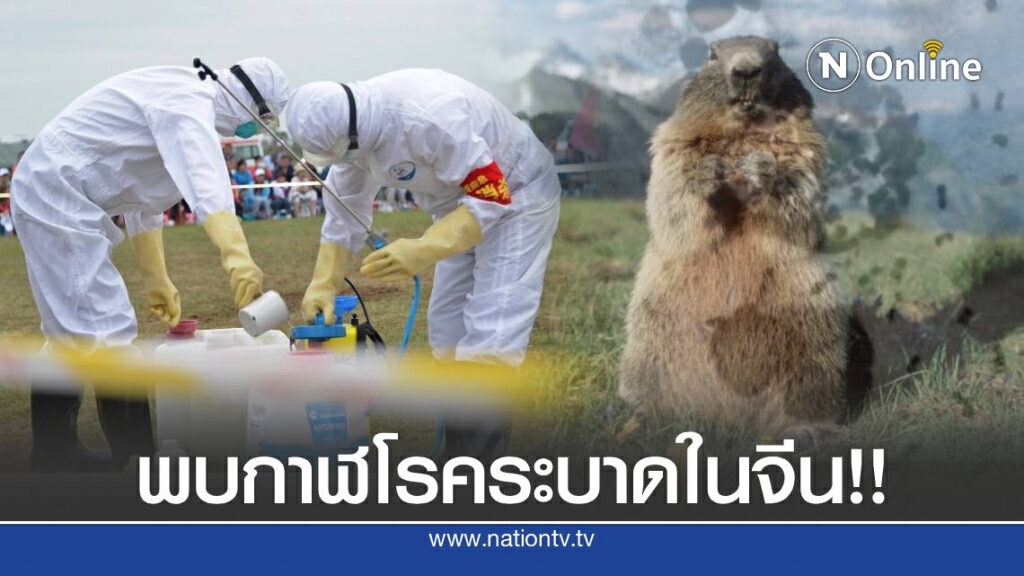 จีนอีกแล้ว พบกาฬโรคปอดระบาด ต้นตอมาจากการกินเนื้อตัวมาร์มอต