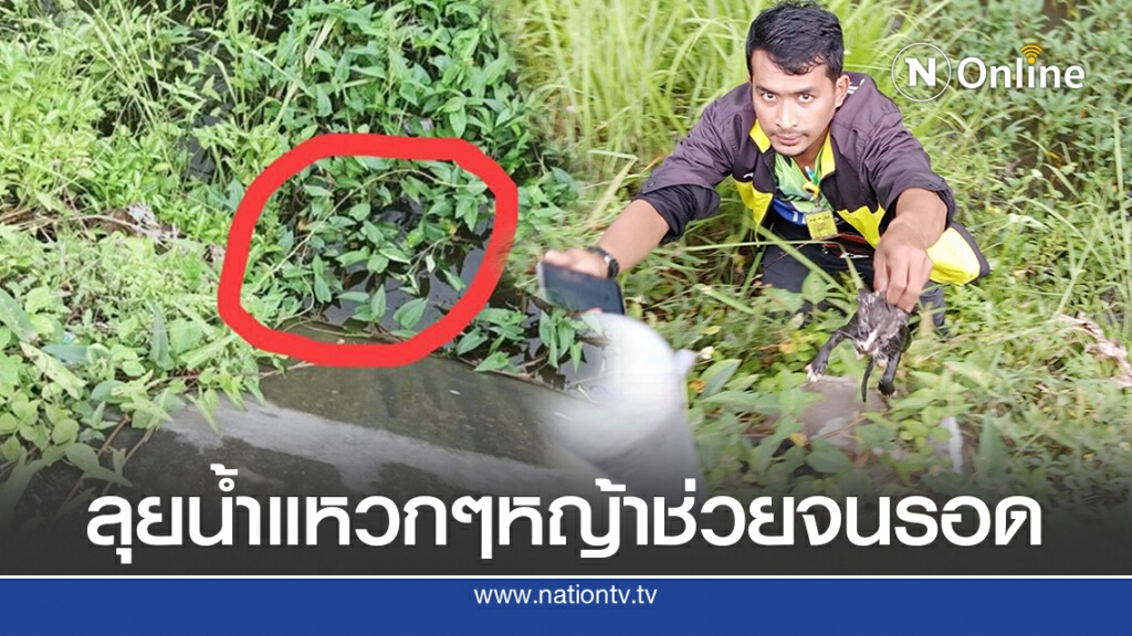 หนุ่มแหวกหญ้าแอ่งน้ำลึกช่วยแมวตกน้ำชาวบ้านลุ้น หนุ่มแหวกหญ้าแอ่งน้ำลึกช่วยแมวตกน้ำชาวบ้านลุ้น