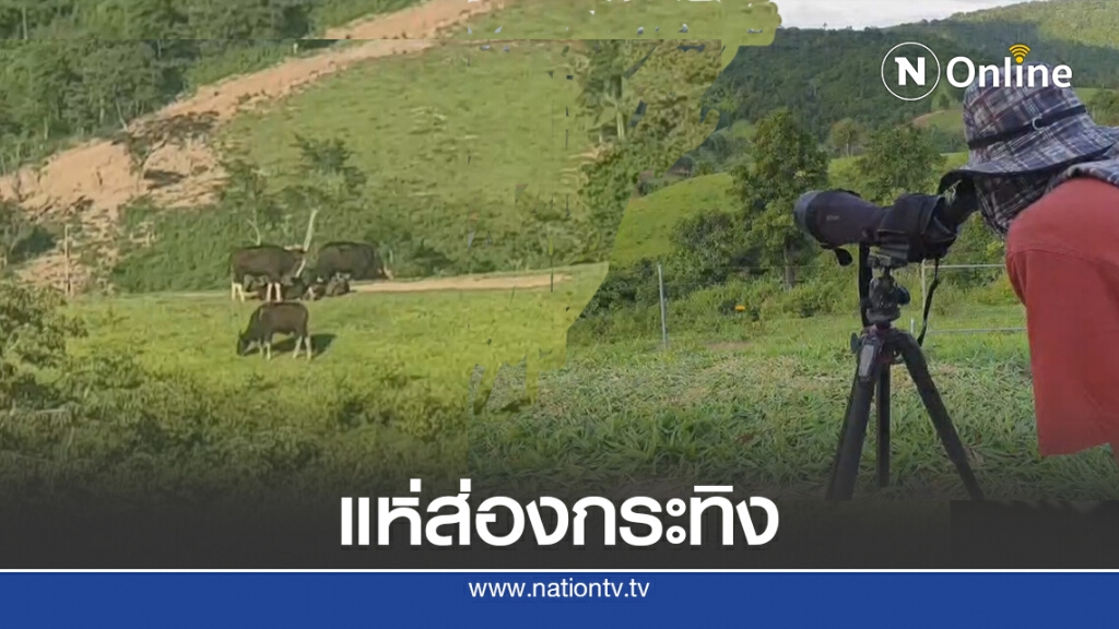นักท่องเที่ยวแห่ส่องกระทิงผาเก็บตะวัน นักท่องเที่ยวแห่ส่องกระทิงผาเก็บตะวัน
