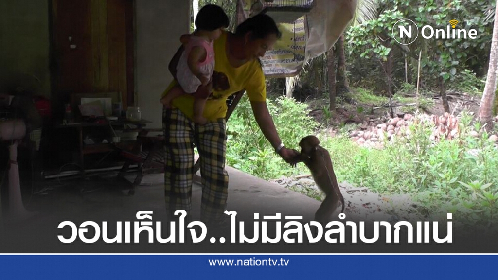 เกษตรกรขอความเห็นใจ ถ้าไม่มีลิงขึ้นมะพร้าวลำบาก เกษตรกรขอความเห็นใจ ถ้าไม่มีลิงขึ้นมะพร้าวลำบาก