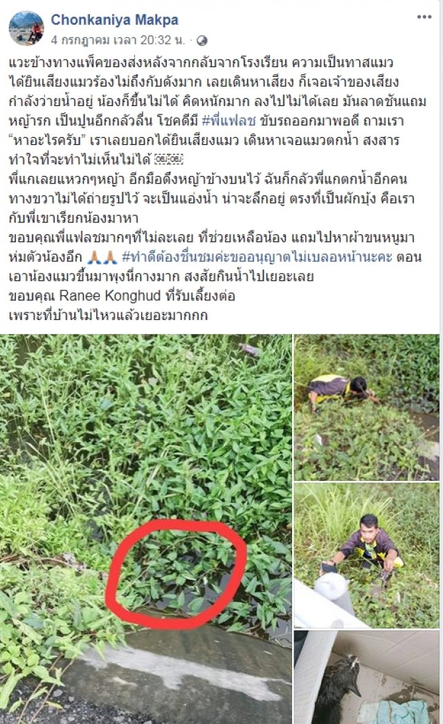 หนุ่มแหวกหญ้าแอ่งน้ำลึกช่วยแมวตกน้ำชาวบ้านลุ้น