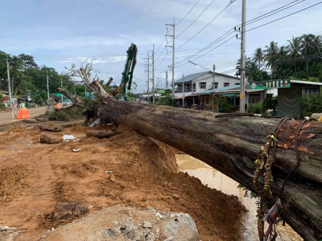 ย้ายต้นยางนา อายุ 300 ปี สำเร็จแล้ว