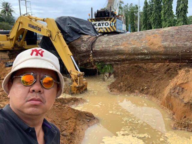 ย้ายต้นยางนา อายุ 300 ปี สำเร็จแล้ว