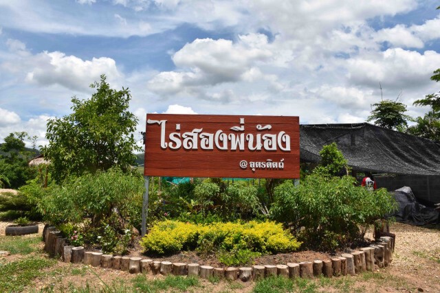 ปลูก"ไผ่บงหวานเพชรน้ำผึ้ง"กินไม่ปวดข้อ