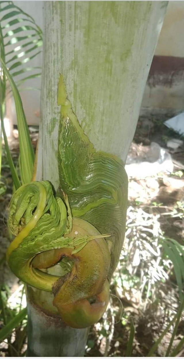 ชาวบ้านจุดธูปบูชาขอโชคลาภ ต้นหมากแดง