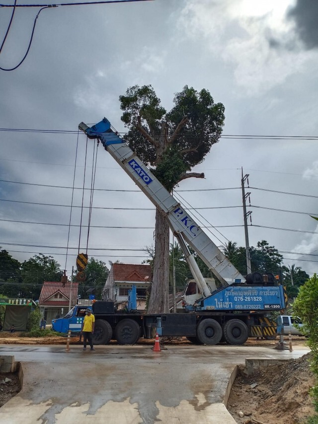 ย้ายต้นยางนา อายุ 300 ปี สำเร็จแล้ว