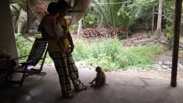 เกษตรกรขอความเห็นใจ ถ้าไม่มีลิงขึ้นมะพร้าวลำบาก