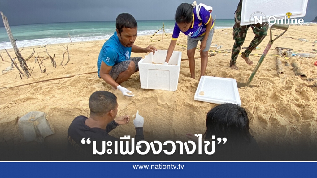 ข่าวดี!! เต่ามะเฟืองวางไข่ 100 ฟอง