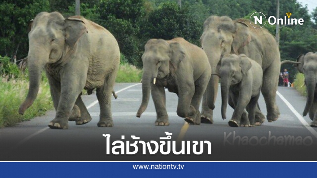 ชาวบ้านระยอง ไล่ช้างป่ากลับขึ้นเขา ชาวบ้านระยอง ไล่ช้างป่ากลับขึ้นเขา