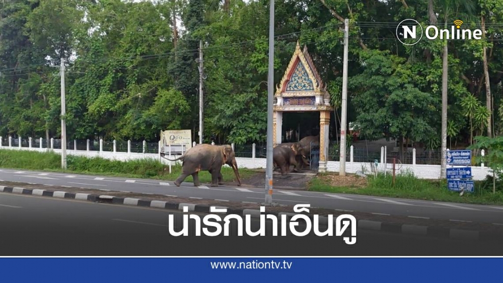 เปิดคลิป ช้างป่าพากันเข้าวัดทำบุญ จ.นครนายก