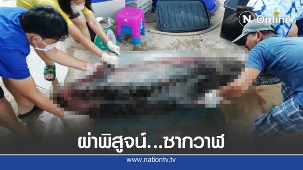 ผ่าชันสูตรวาฬหัวทุยแคระ เสียชีวิตเฉียบพลันจากสำลักน้ำ-จมน้ำ ผ่าชันสูตรวาฬหัวทุยแคระ เสียชีวิตเฉียบพลันจากสำลักน้ำ-จมน้ำ