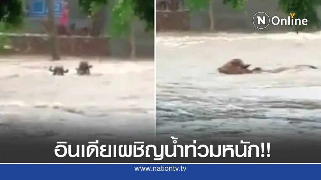 สัตว์ป่าโดนกระแสน้ำซัด หลังน้ำท่วมหนักในอินเดีย สัตว์ป่าโดนกระแสน้ำซัด หลังน้ำท่วมหนักในอินเดีย