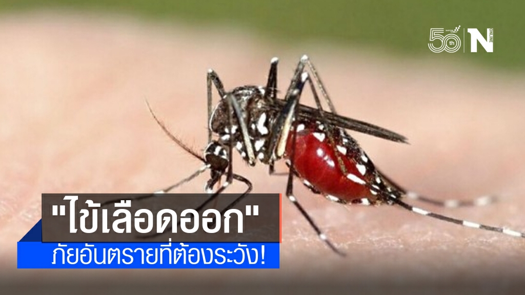 "ไข้เลือดออก" นักฆ่าในหน้าฝน ภัยอันตรายที่ต้องระวัง!