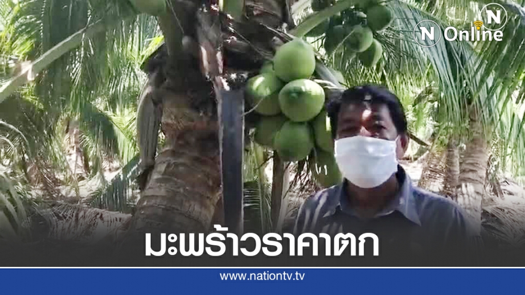 ชาวสวนโอด ฝรั่งแบนมะพร้าวฉุดราคาตก (คลิป)